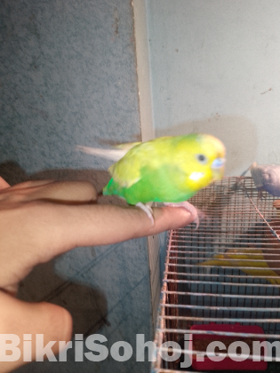 Bazrigar